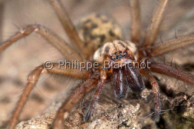 Agelenidae_4368.JPG - France, Araneae, Agelenidae, Araignée Tégénaire noire (Tegenaria atrica), portrait, Dust Spider